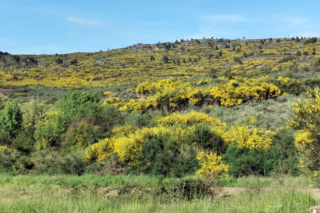 São Martinho de Antas A Tintureiraヴィラ エクステリア 写真
